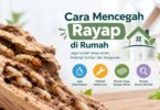 Cara Mencegah Rayap Merusak di Rumah